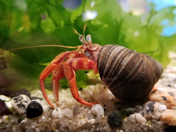 crustacean