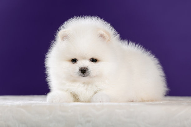 pedigree