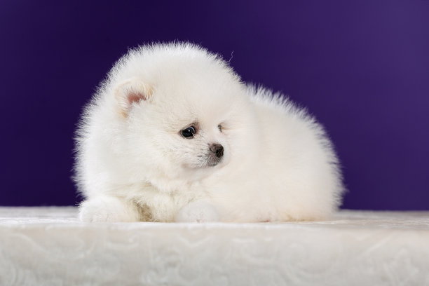 pedigree