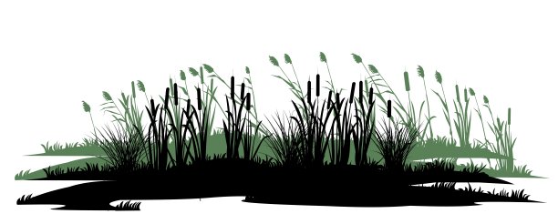 wetland
