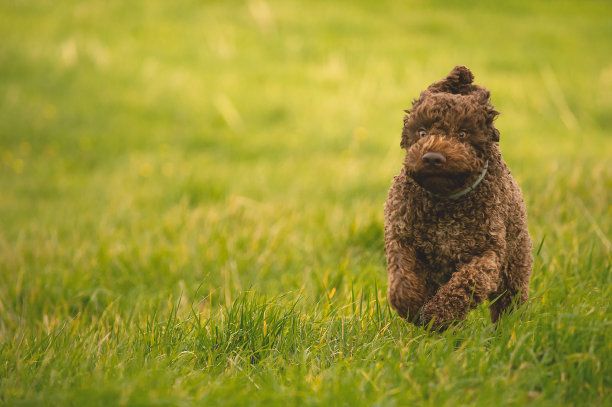airedale