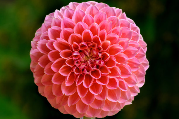 dahlia