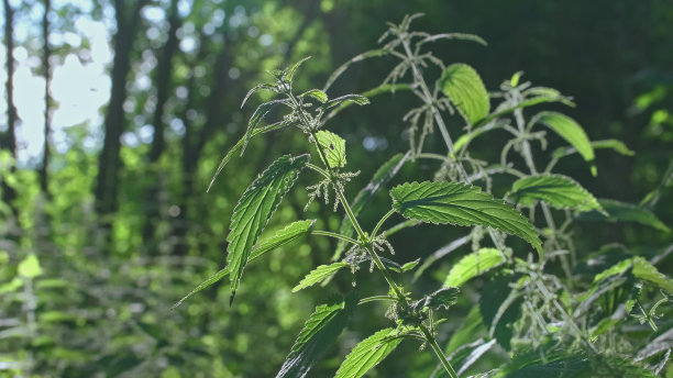 nettles