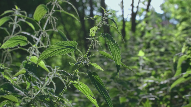 nettles