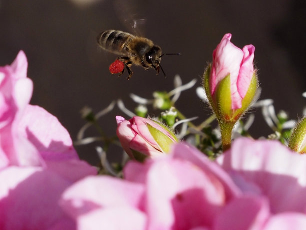 pollination