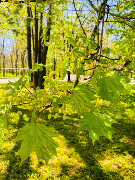 maple