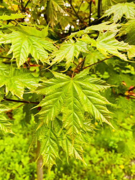 maple