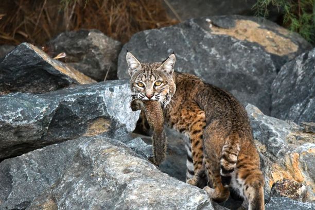 felis