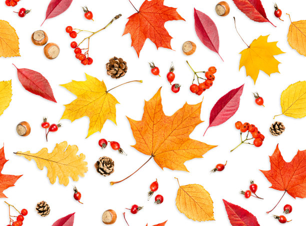 多彩秋季枫叶无缝图案