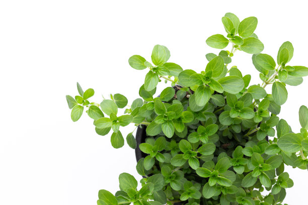 oregano