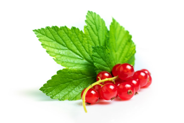redcurrant