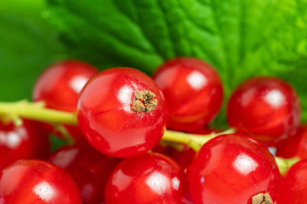 redcurrant