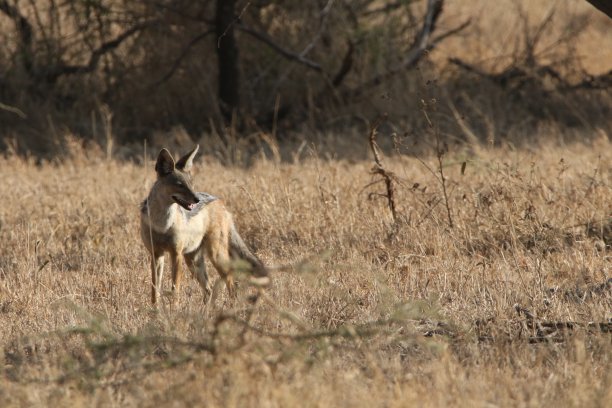jackal