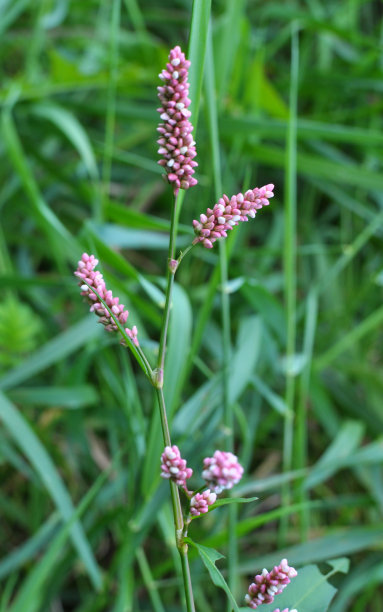 polygonum