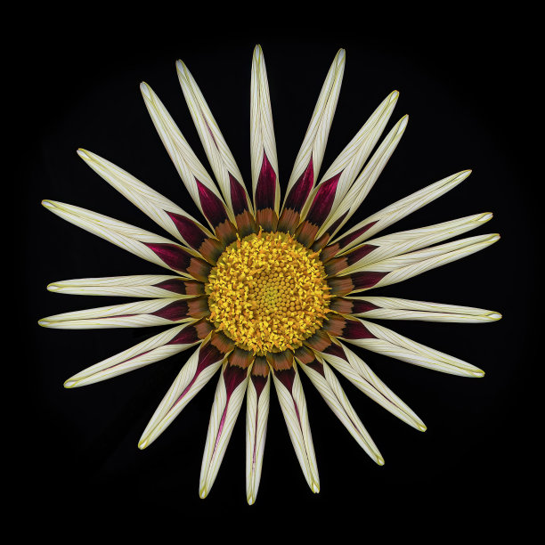 gazania