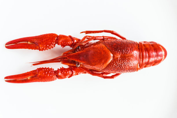 crawdad