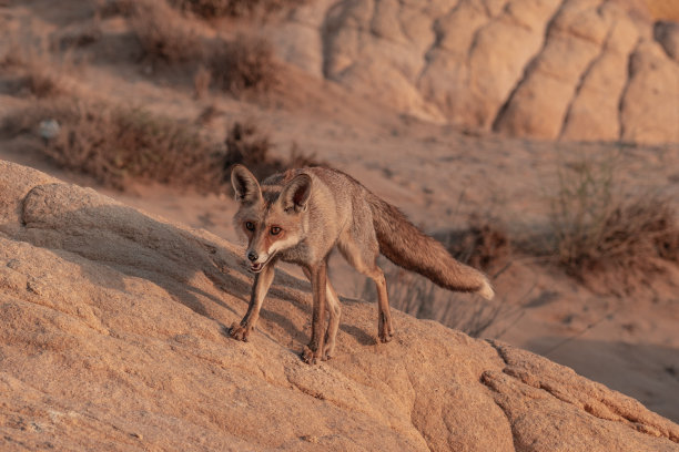 fox