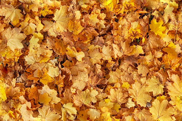 多彩秋季枫叶无缝图案