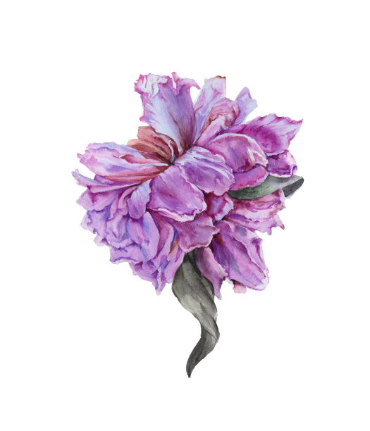 花簇,花蕾,植物学