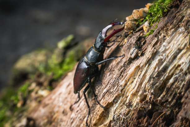 lucanus