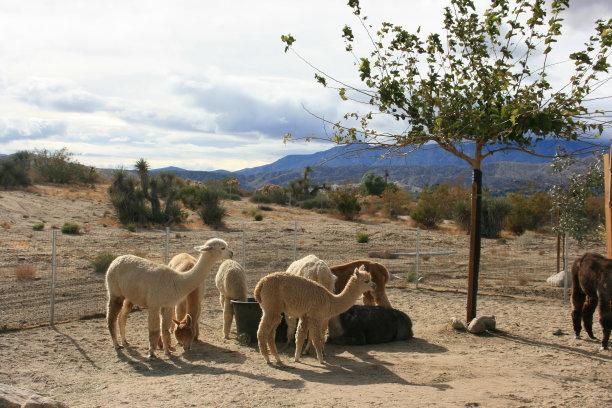 llama