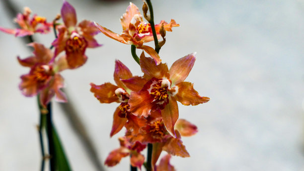 cymbidium