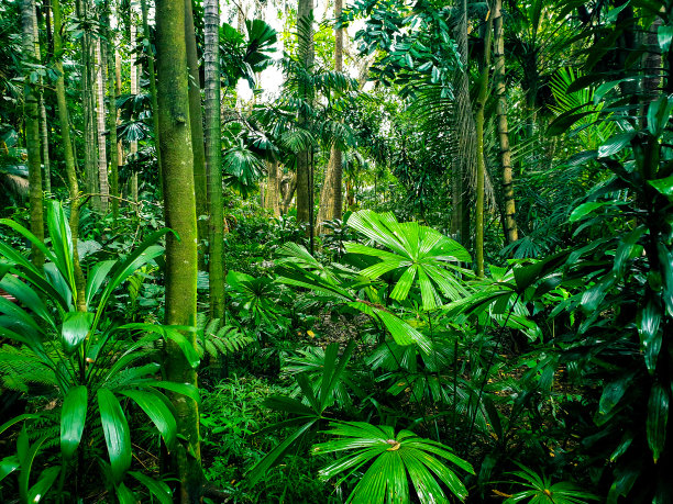 jungle