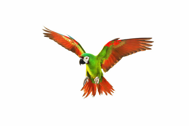 parrots