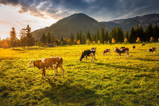 tyrol
