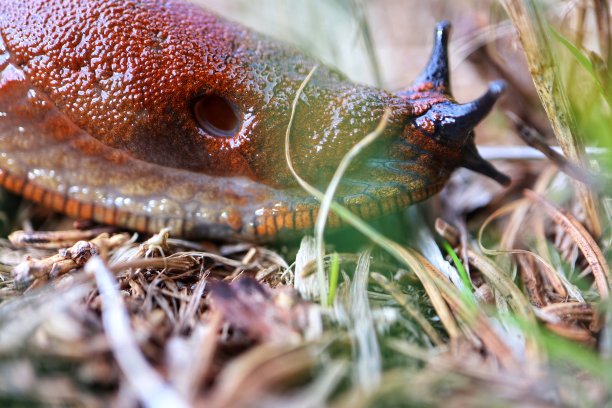 gastropod