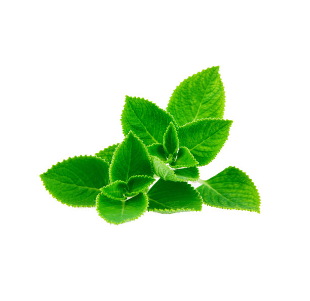 spearmint