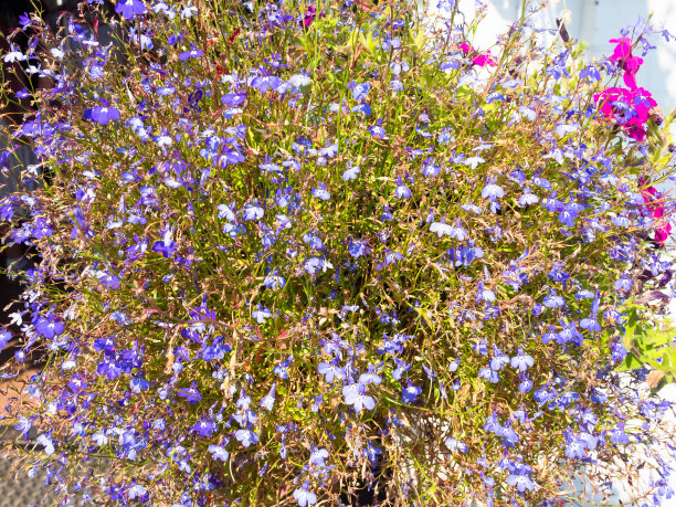 lobelia