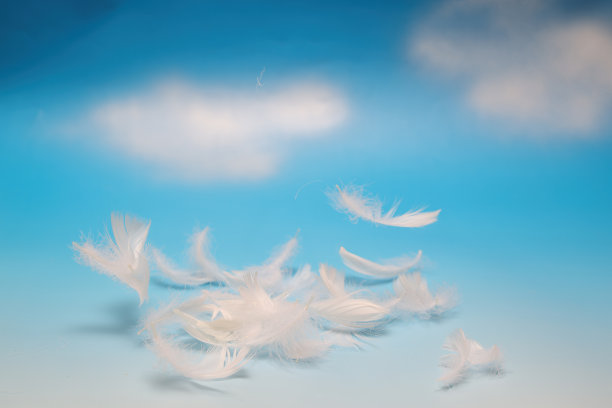 plumage