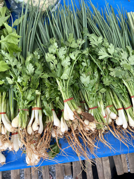 cilantro