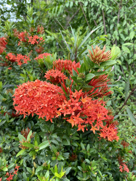 ixora