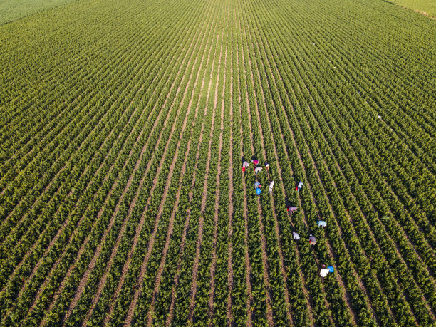plantation