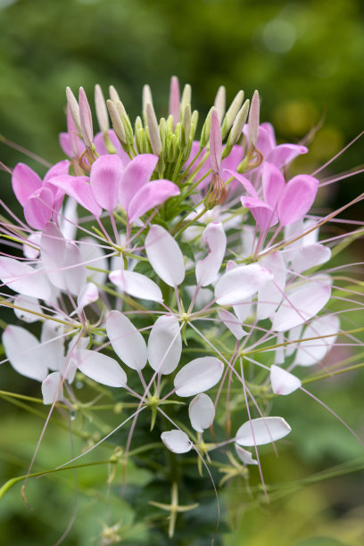 cleome