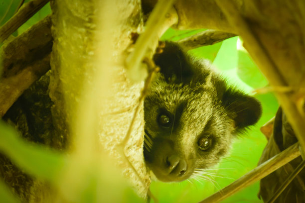 civet