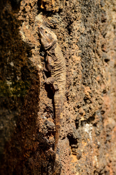 agama