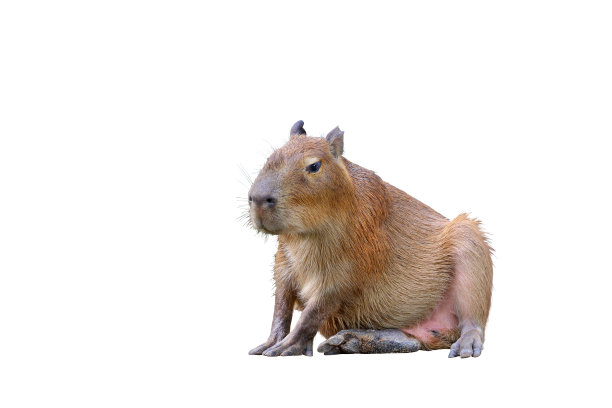 capybara
