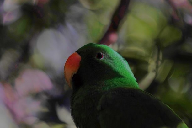eclectus