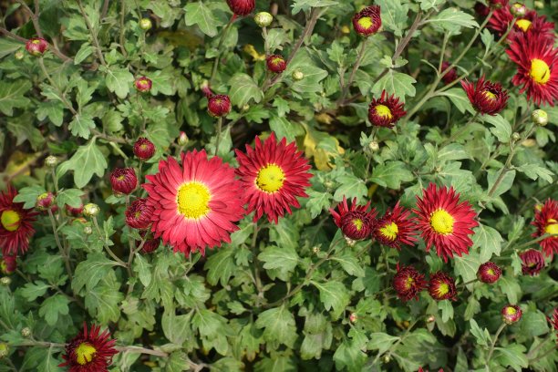 花序,叶子,菊花