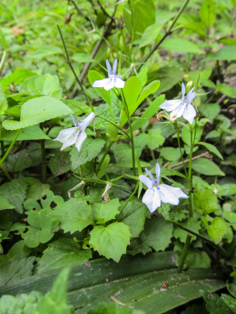 lobelia
