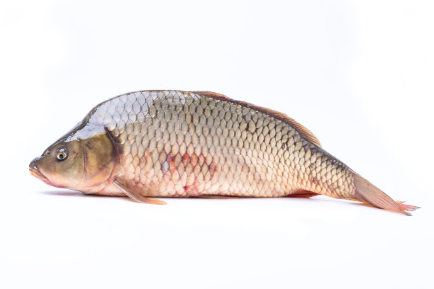 carassius