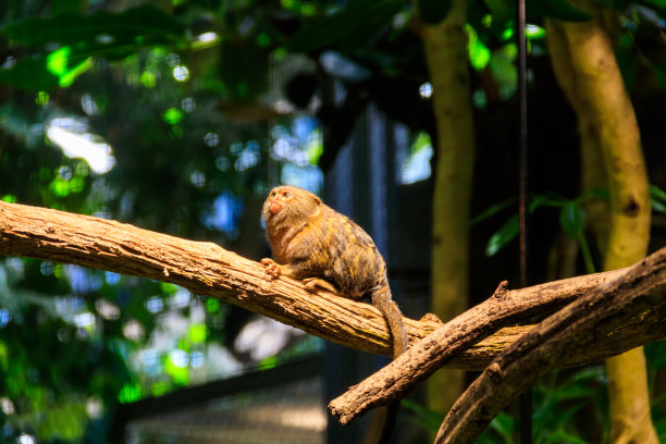 marmoset