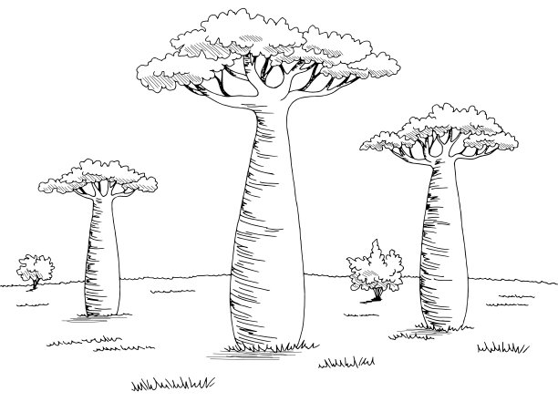 baobab