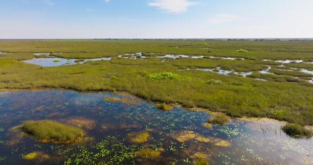 marsh
