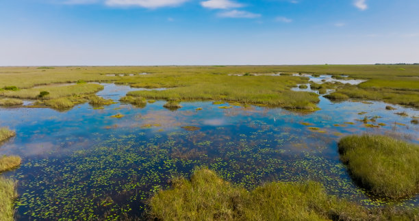marsh