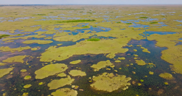marsh