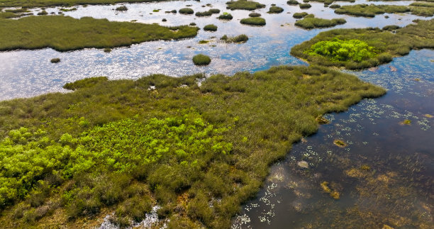 marsh
